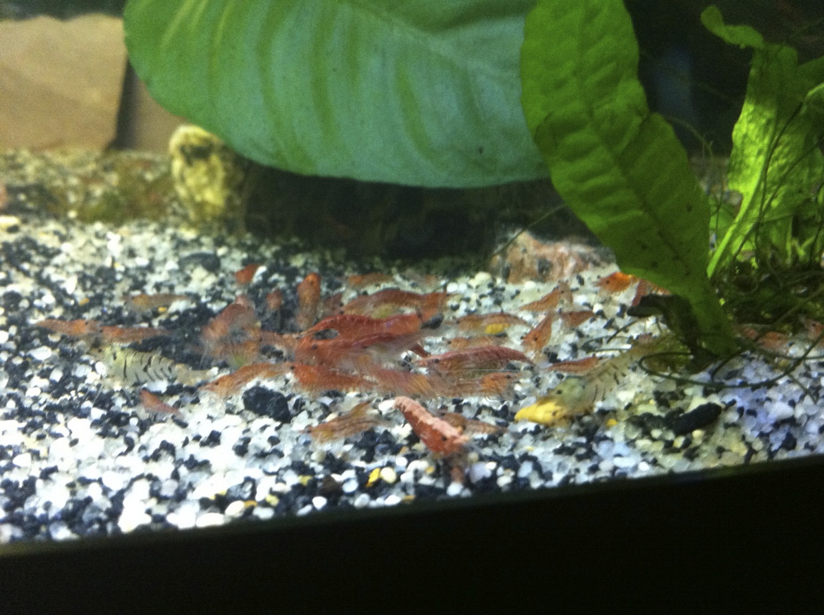 Shrimp during feeding in their new tank!