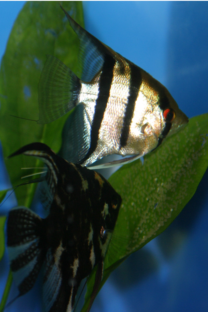 Silver Female and Marble Male making passes on an egg-covvered leaf.

Both of these beautiful fish are gone - my fault. They were very prolific laying