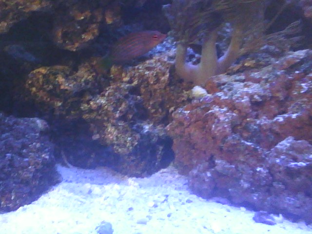Six line Wrasse that was a hard pic to get. doesn't like the camera