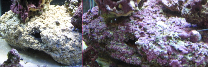 Six months of being in my 75 Gal Tank.

Rock made from Concrete and Crushed Oyster Shells.  Cure time was 10 weeks.  (Fresh water rinse for 8 weeks, t