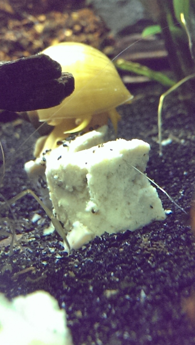 Snail chowing down on some snail jello.
