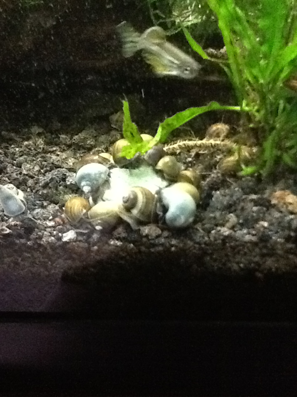 Snail frenzy