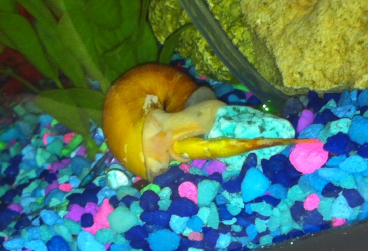 Snail got a baby
