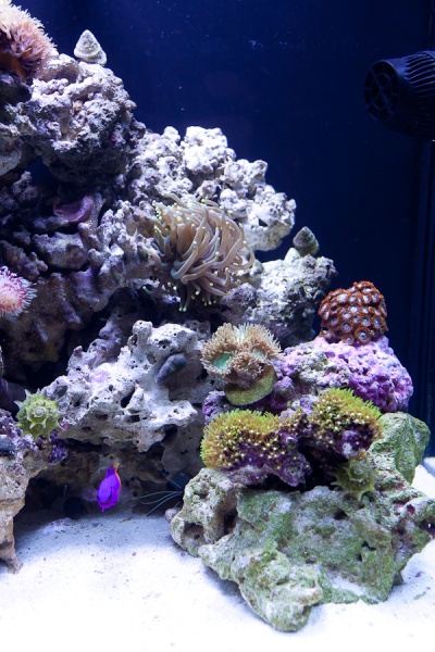Some of the soft corals on the right side.