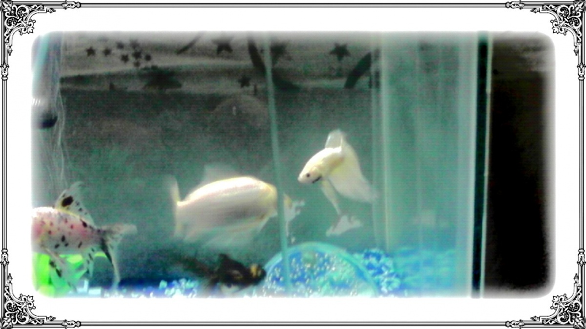 Sonic our white feeder fish,he was only nickel size when we rescued him from Wal-Mart! With our second  betta fish that we bought from petco.