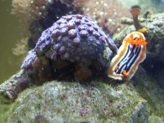 Still trying to ID this polyp, the Chromodoris Magnifica was just wandering by.