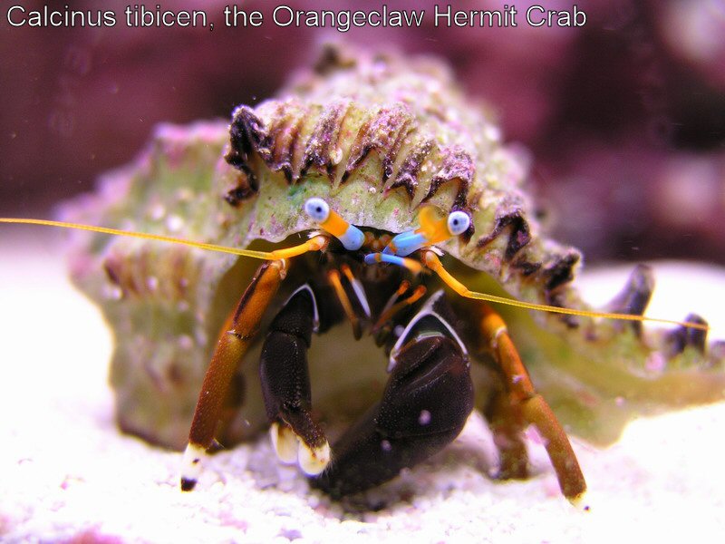 Submitted by kwan

Common Name: Orange Claw Hermit Crab 
Scientific Name: Calcinus tibicen 
Features: Orange antennae and eyestalks. Eye tips white, e