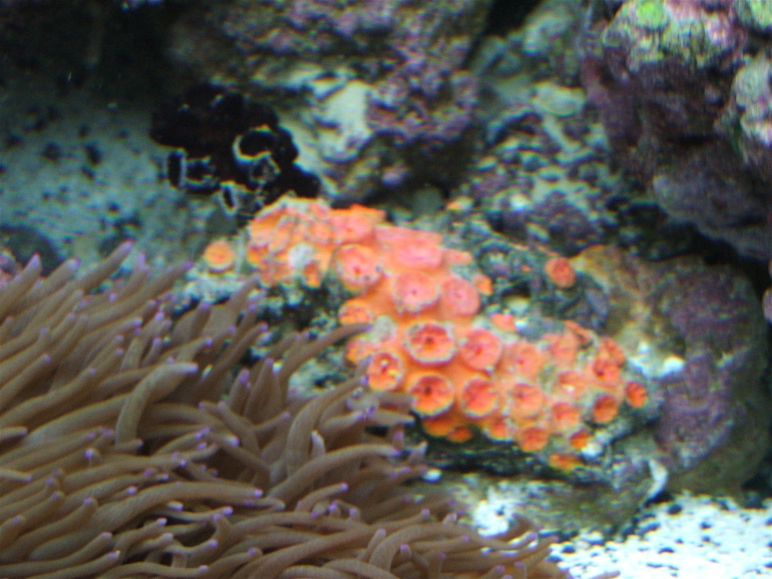 Sun coral pic.  If you look closely there is an orange colony and a black colony.