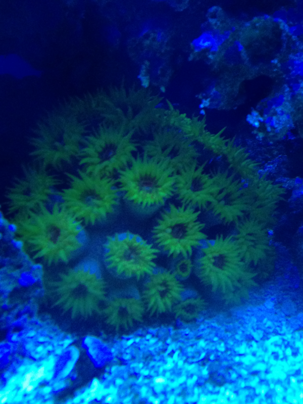 Sun coral