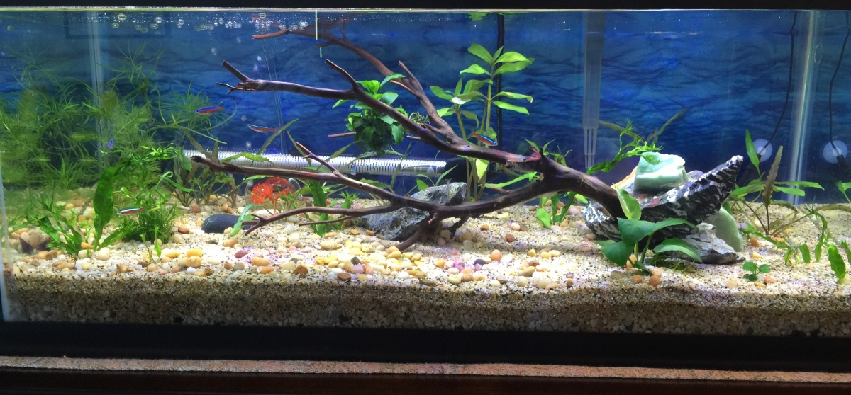 Taken on the 23rd. I want those plants to grow FAST! Must be patient. 
Using StingRay Razor Thin LED 30" light.
