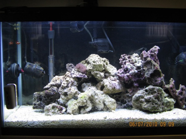 tank as of 6/7/10.  not too much in it, just 2 astrea snails, 3 hermits, 1 emerald crab, 2 pepp. shrimp, and a gold striped maroon clown.

oh and thei