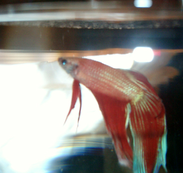 The betta who threw himself at my feet. i thought he was a pale cambodian or albino..
guess he didn't have a white body after all.