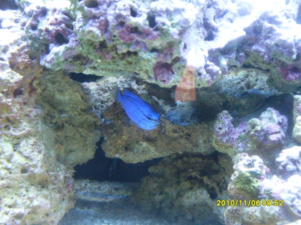 The blue devil in his cave