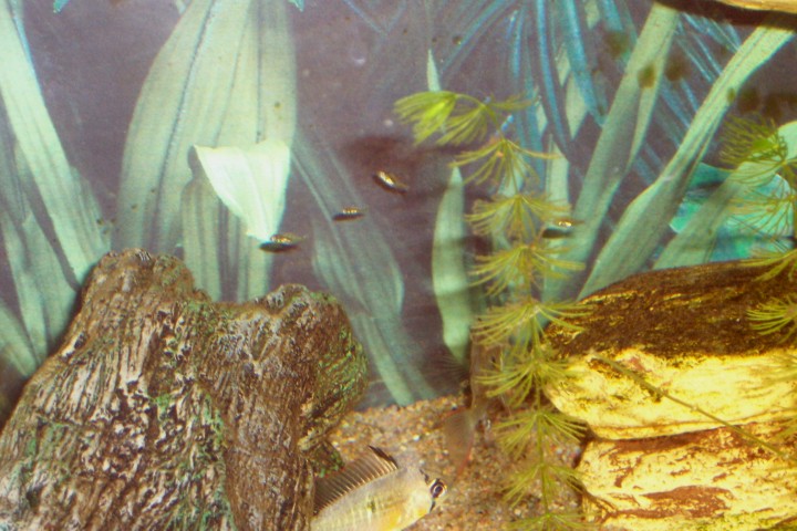The bolivian ram fry are getting bigger. Hard to get a decent pic of them that's for sure.