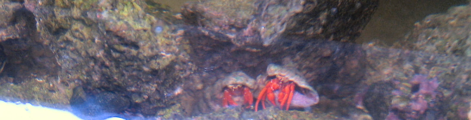 The crabs have *finally* stopped killing each other.

Poor quality due to digital camera, and leaning in over the water. Darn waves..
