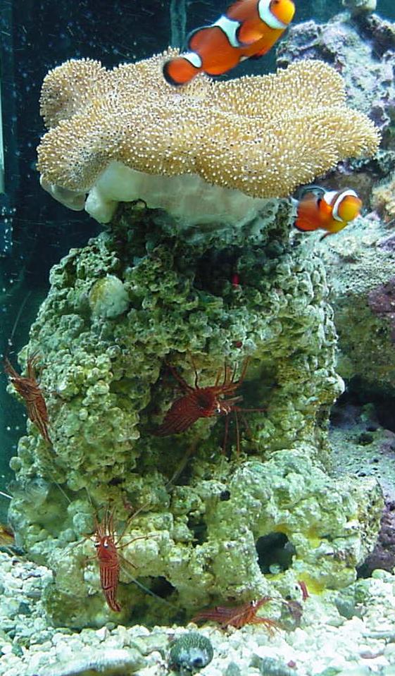 The Grand Peppermint Shrimp Tower, with Clownfish toadstool penthouse.
