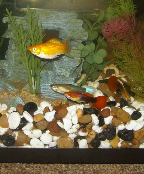 The guppies love the orange molly