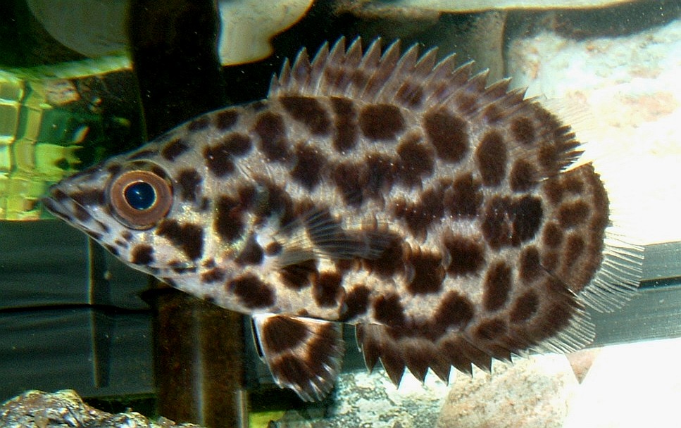The Leopard Bush Fish