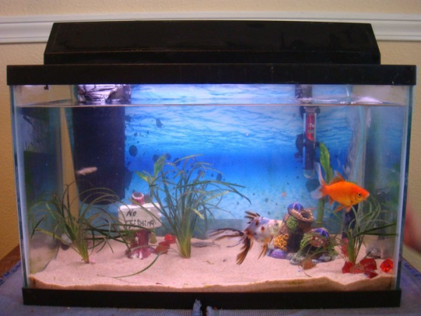 The little 10 gal (friend's giveaway) and kindergartener's goldfish prize that started it all. Started September 2010.