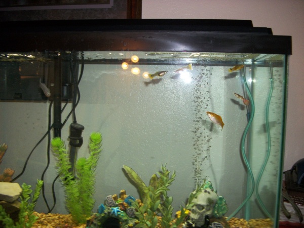 The Livebearers: A group picture of my Molly's and Guppies.