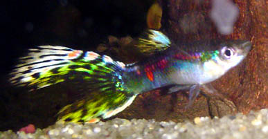 the male that started it all.  and started it again, and starting it as i type...anyone want some guppies?
