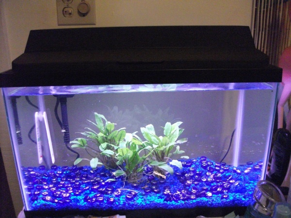 The night light, currently has feeder fish and mollies in it