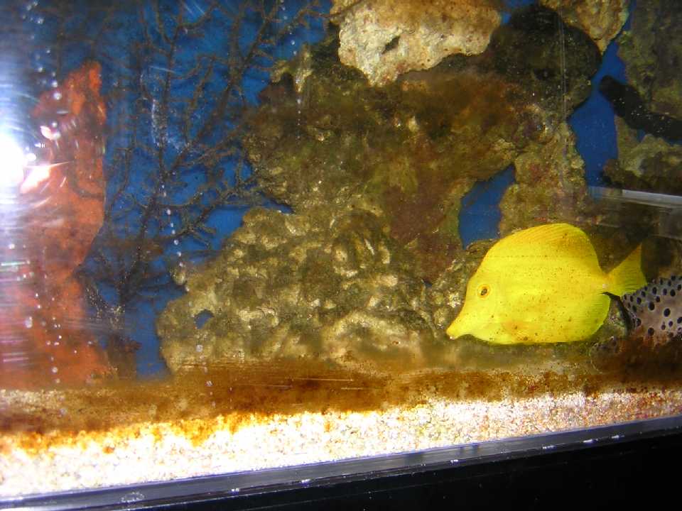 The ONE fish I was able to identify in the abandoned tank.