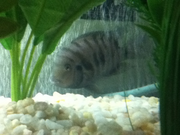 The only picture I have of the male... He's quite shy and does not like coming out. :(