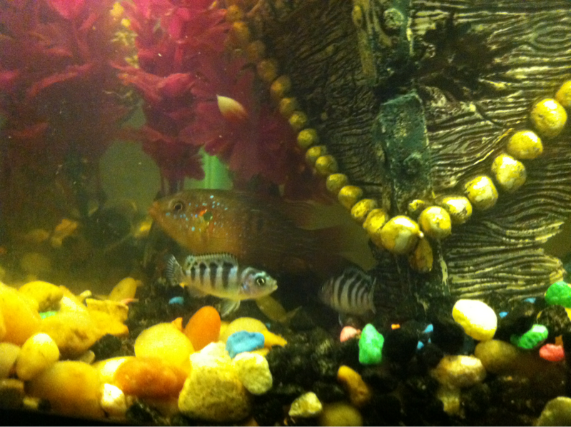 The red jewel cichlid is like the step daddy of the tank :)