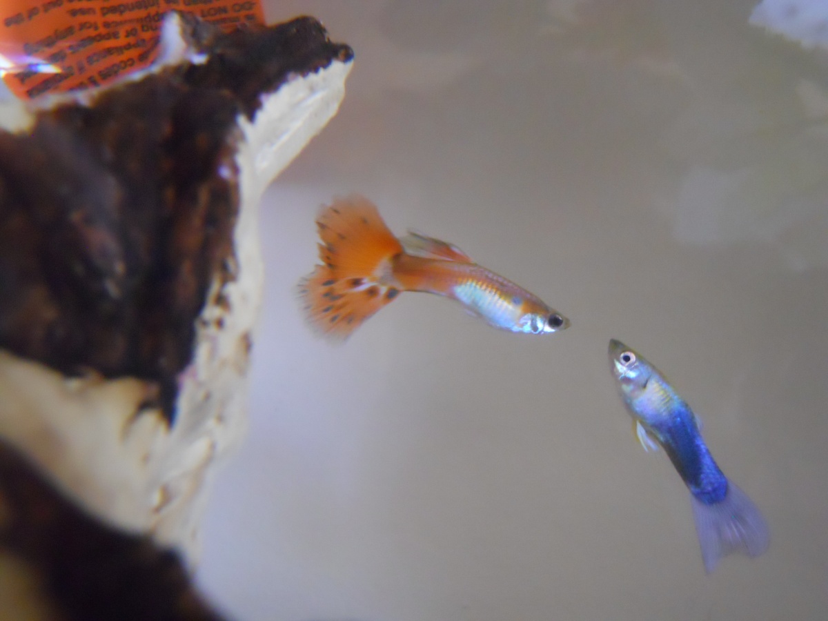The red/orange guppy is Hamlet. He recently fell ill to either fin rot or an internal parasite and he's in a hospital tank. The blue guppy's name is L