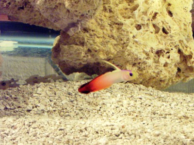 The same firefish, just another picture.