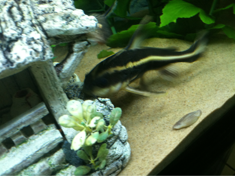 The senior citizen of the tank, my striped Raphael catfish.
