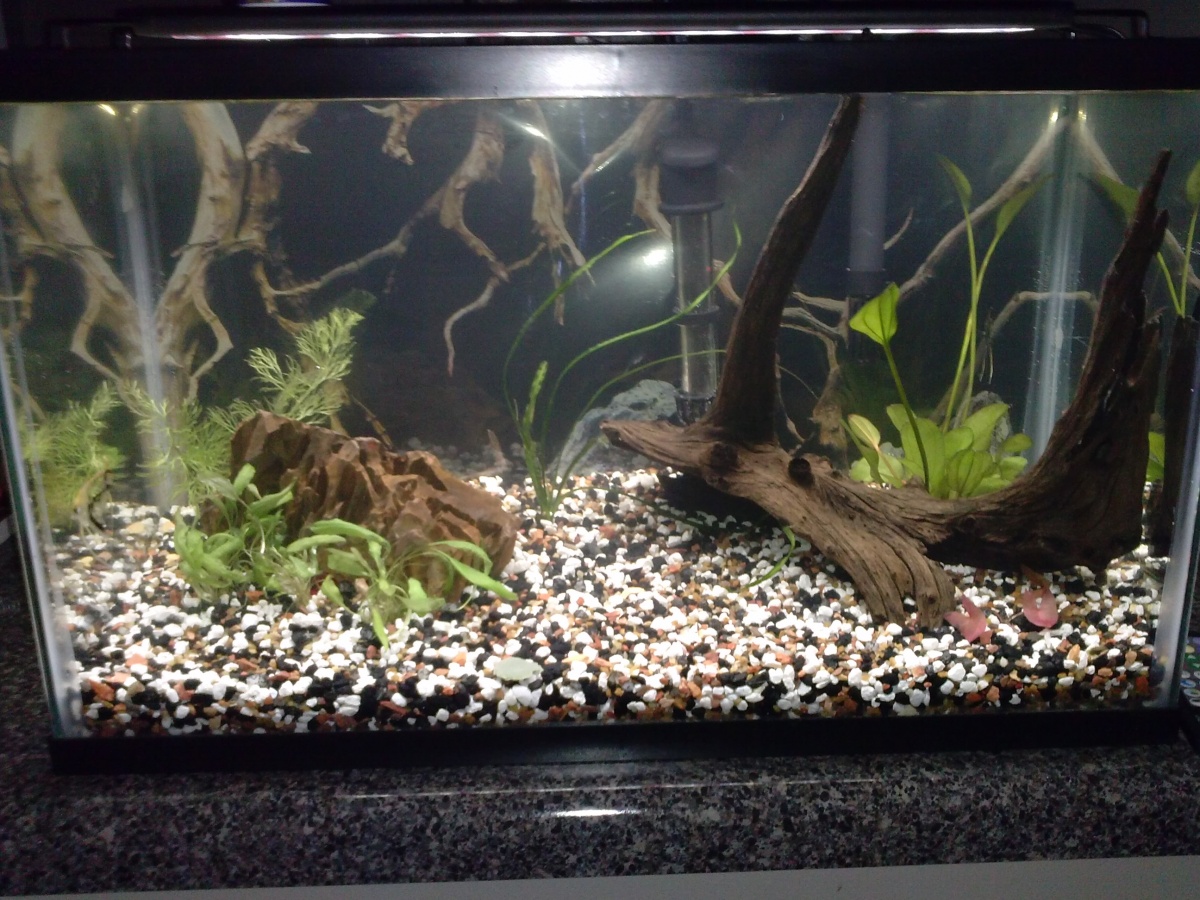 The tank currently.