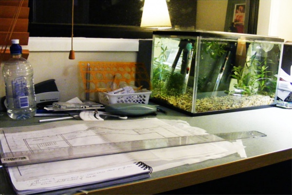 the tank with rescued guppy fry on my desk.. 
the tank JUST gets in the way of my drafting -.-