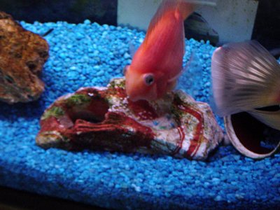 These are the parents red and yellow parrot fish, they've had some eggs before but they got scambled. heh heh heh