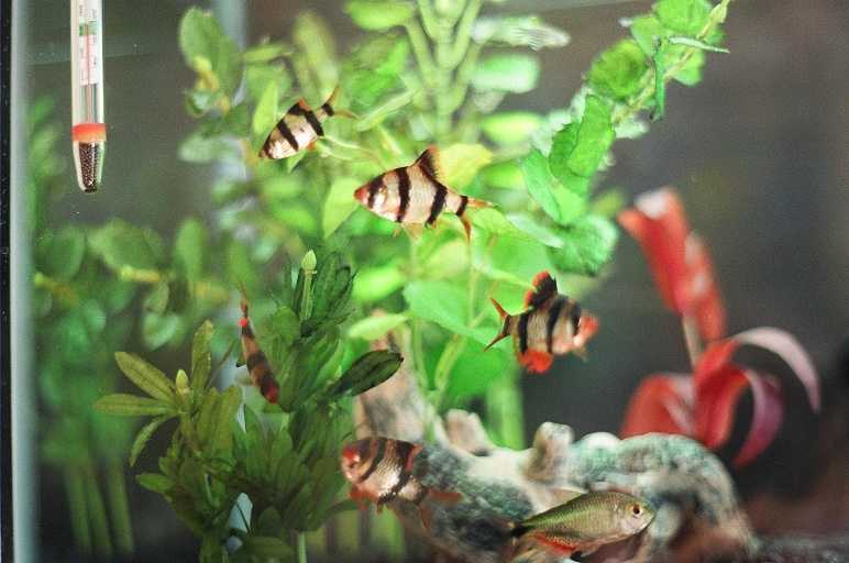 These are the tiger barbs just chillin' out.