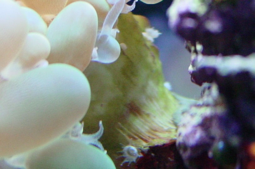 Thingy on Bubble Coral