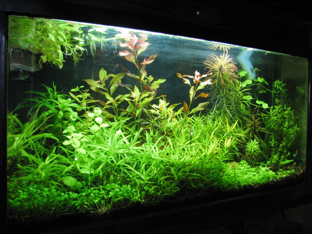This had a 10g refugium connected to it.  It and my monkeying with this hobby were logged on a long since gone site, but posting it here so my green w