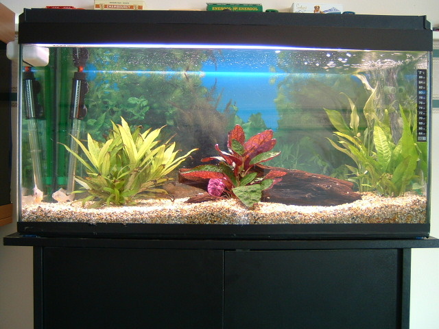 This is a 30" tank I use for breeding the larger size fish currently home to 2 bolivian rams.