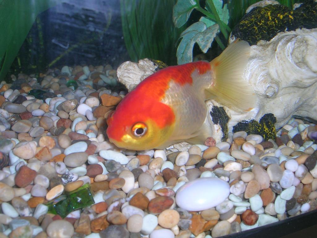 This is a fish I had a few years back. Was given to me by a friend who had the tank in the corner and had forgotten about him.
I think he was a ranchu