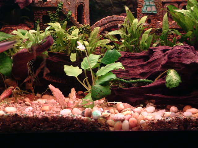 This is a low light, low maintenance tank with java fern and anubias.