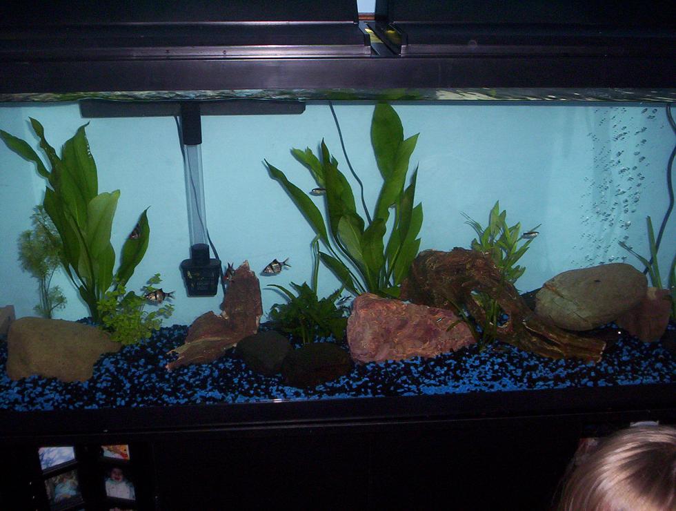 This is a pic of my 55gal which is pretty much just going will look good once the planets grow in. 5 tiger babrs 2 blue gouramis 8 neon tetra 5 pengui