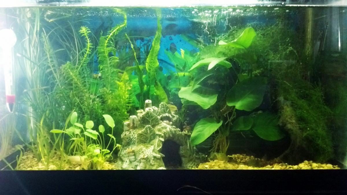 This is a pic of my planted 10g