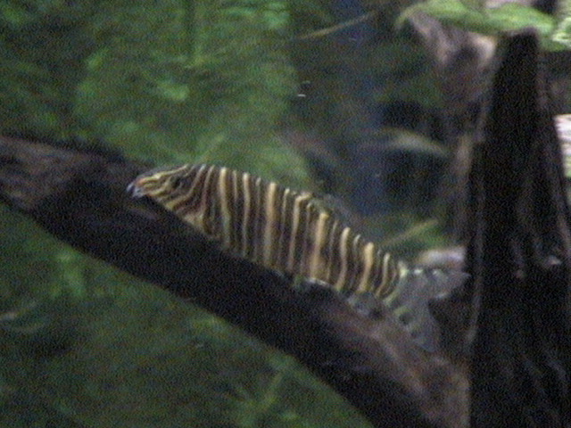 This is a picture of one of my three Botia striata (aka zebra loach).  These fish are fun to watch and should be kept in groups of at least three.