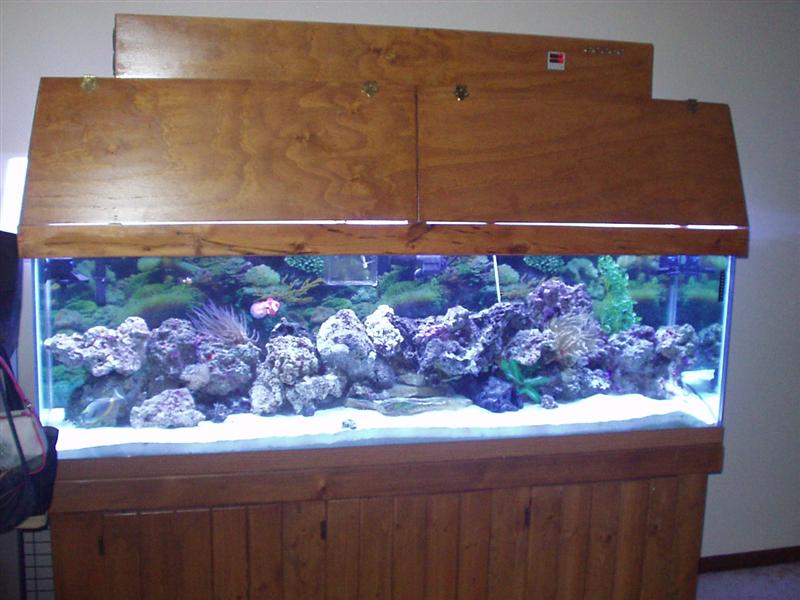This is an updated picture of my tank as it is. 4-1/2 sand bed, 170 lbs of Live rock.