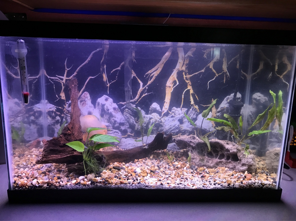 This is during the cycle after we added plants(crypt), lace rock, driftwood, and an LED plant light.