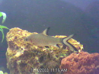 This is jaws my bala shark, hes 3 inch long at the moment