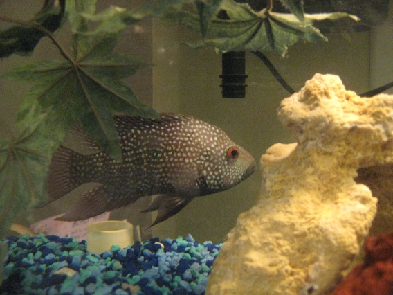 This is killer, probably not an original name for a Texas Cichlid but he is really really aggressive. 

Sometimes I wish they made fish muzzles b/c I'