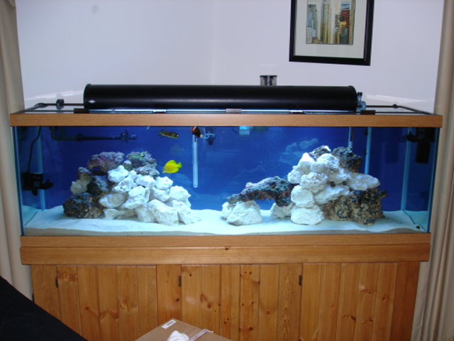 This is my 125 Gallon FOWLR