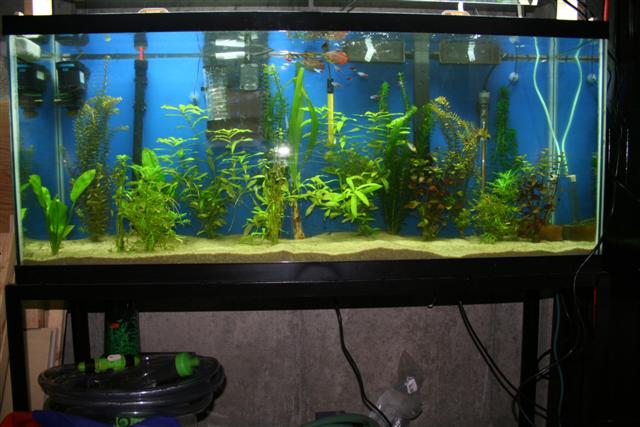 This is my 1st Planted tank.  It has a sand substrate, modified Emporer 400, pressurized Co2, Ph monitor, AC 402 Powerhead, 2 heaters and 2 55 watt 67